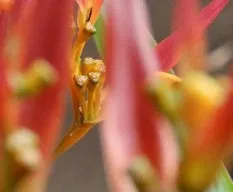 Flor