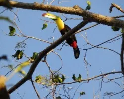 Ramphastos tucanus