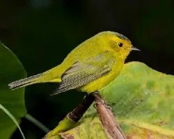 Cardellina pusilla