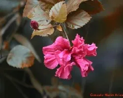Hibiscus sp