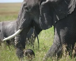 Loxodonta africana