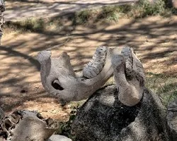 Loxodonta africana