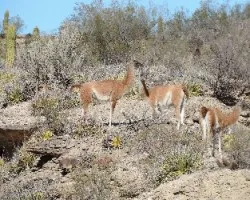 Lama guanicoe