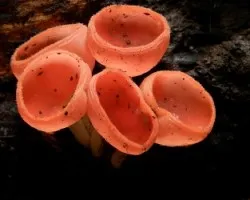 Cookeina speciosa