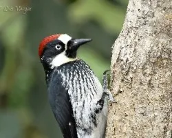 Melanerpes formicivorus