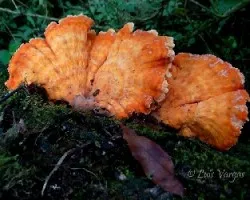Reto del mes de Enero 2014: Hongos en la Naturaleza