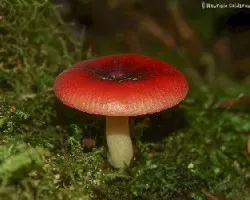 Hongo Rojo