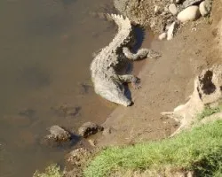 Cocodrilos.