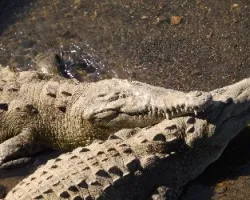 Cocodrilo