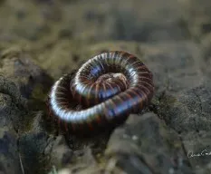 Milpies