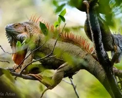 Iguanas