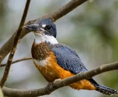 Megaceryle torquata