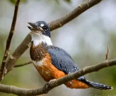 Megaceryle torquata