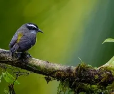 Coereba flaveola