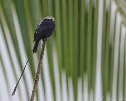 Colonia colonus