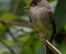 Contopus cinereus