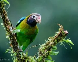 Pyrilia haematotis