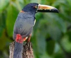 Pteroglossus torquatus