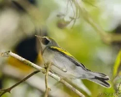 Vermivora chrysoptera