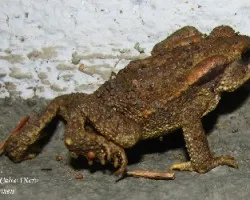 Bufo bufo