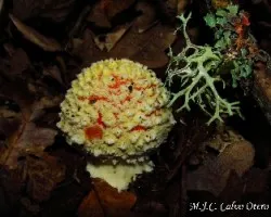 Amanita