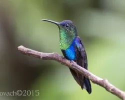 Tharulania colombica