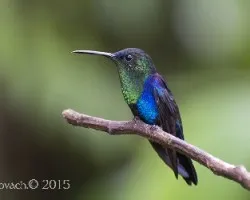 Tharulania colombica
