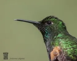 Eupherusa eximia