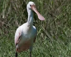 Platalea ajaja