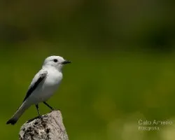 Xolmis irupero