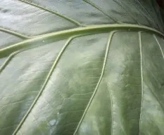 Tabacón 