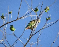 Amazona albifrons