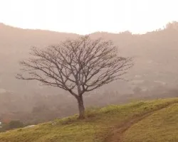 Ãrbol de poró 