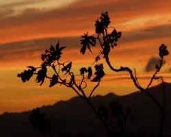 Atardecer 