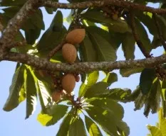 Pouteria sapota