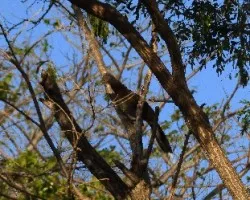 Ortalis cinereiceps