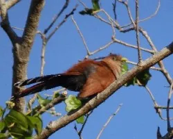 Piaya cayana