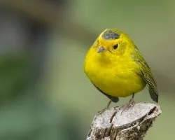 Cardellina pusilla