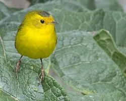 Cardellina pusilla