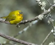 Cardellina pusilla
