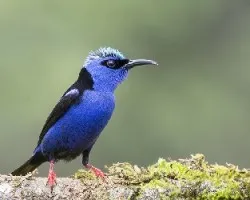 Cyanerpes cyaneus