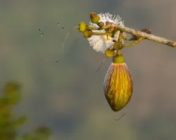 Fruto