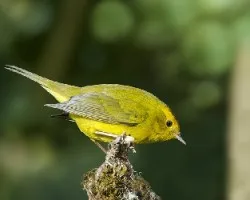 Cardellina pusilla