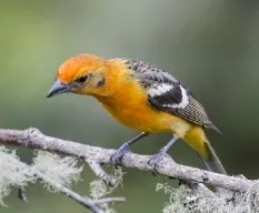 Piranga bidentata