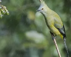 Ptilogonys caudatus