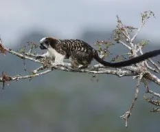 Saguinus geoffroyi