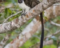 Saguinus geoffroyi