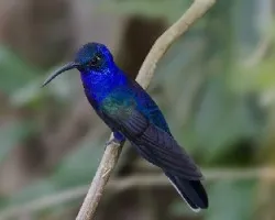Campylopterus hemileucurus