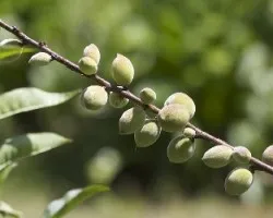 Duraznos