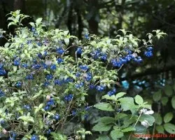 Frutas azules